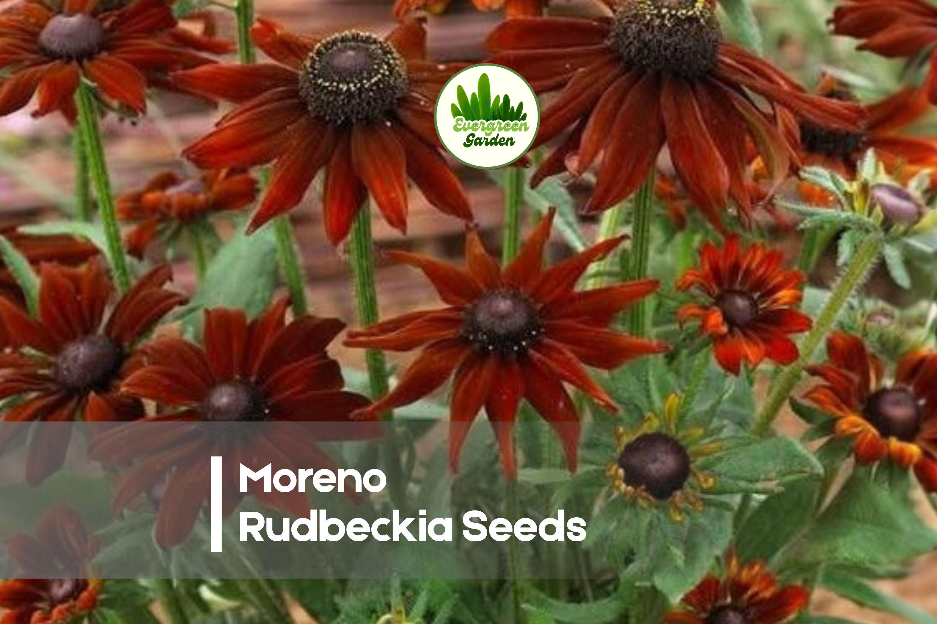 Moreno Rudbeckia Seeds – 200 Red Bronze Mahogany Blooms for Borders, Wildflower Gardens, Pollinator Beds, Rudbeckia hirta