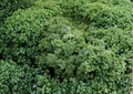 Dwarf Siberian Improved Kale Seeds Heirloom Cold Hardy Curled Leaf Vegetable 500 Seeds