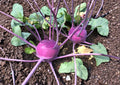 Purple Vienna Kohlrabi Seeds – Heirloom Vegetable, Compact, Edible Leaves, Brassica oleracea
