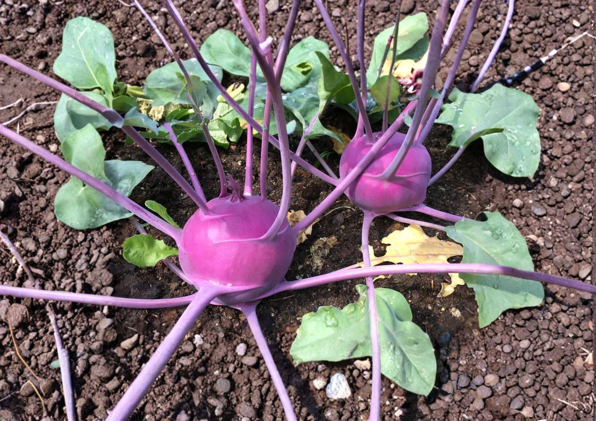 Purple Vienna Kohlrabi Seeds – Heirloom Vegetable, Compact, Edible Leaves, Brassica oleracea
