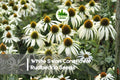 White Swan Coneflower Rudbeckia Seeds – 200+ White Rudbeckia hirta for Borders, Pollinator Gardens, Summer Blooms