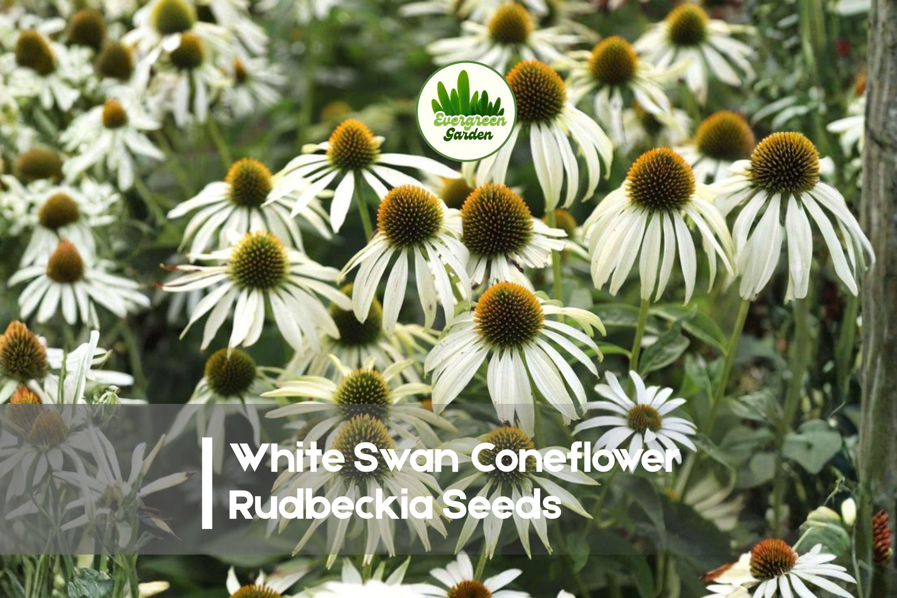 White Swan Coneflower Rudbeckia Seeds – 200+ White Rudbeckia hirta for Borders, Pollinator Gardens, Summer Blooms