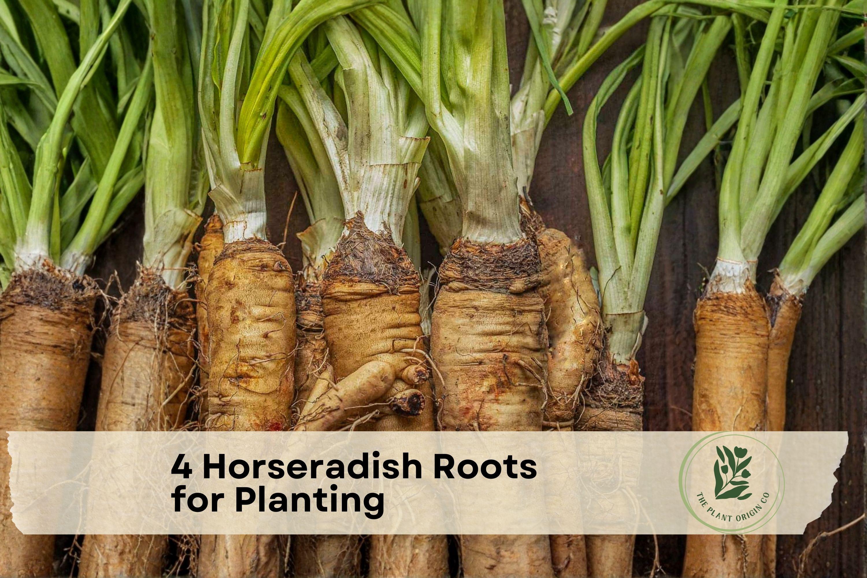 4 Big Top Horseradish Roots for Planting – Armoracia rusticana, Perennial Edible Root, Hardy, Vigorous Growth, Full Sun, Well-Draining Soil