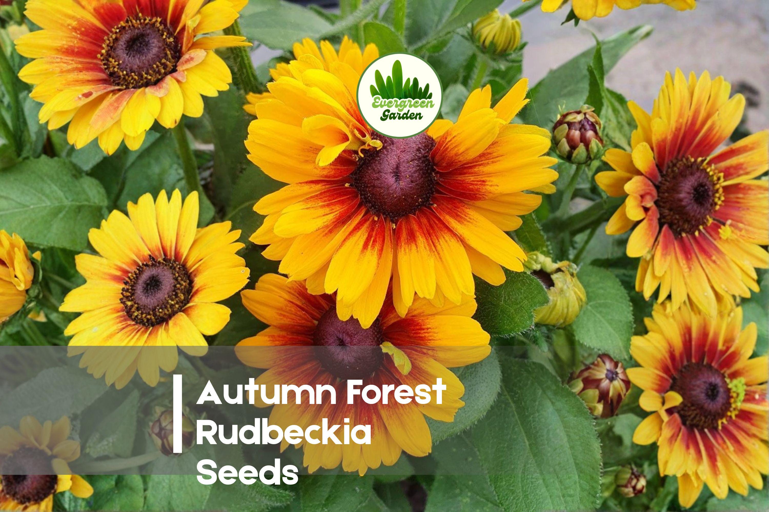 Autumn Forest Rudbeckia Seeds – 200 Warm-Colored Daisy-Like Blooms, Rudbeckia hirta for Borders, Pollinator Gardens, and Fall Displays