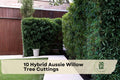Hybrid Aussie Willow Tree Cuttings – Fast-Growing Privacy Hedge & Shade Tree – Salix hybrid (Austree Willow)