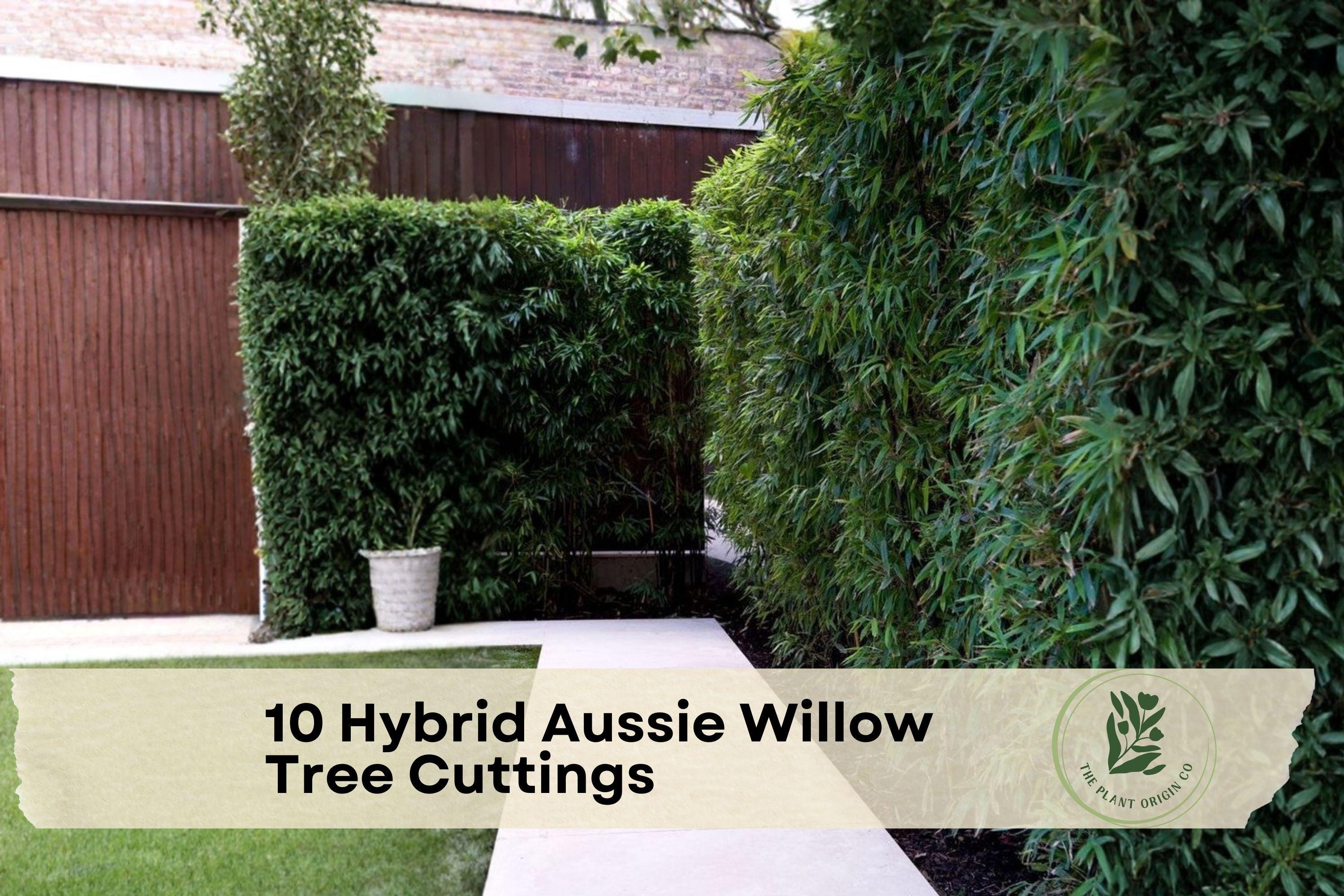 Hybrid Aussie Willow Tree Cuttings – Fast-Growing Privacy Hedge & Shade Tree – Salix hybrid (Austree Willow)