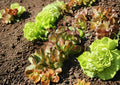 Rouge De Hiver Red Romaine Lettuce Seeds, French Heirloom, Cold-Tolerant, Crisp, Burgundy-Tinted Leaves, 1000 Seeds