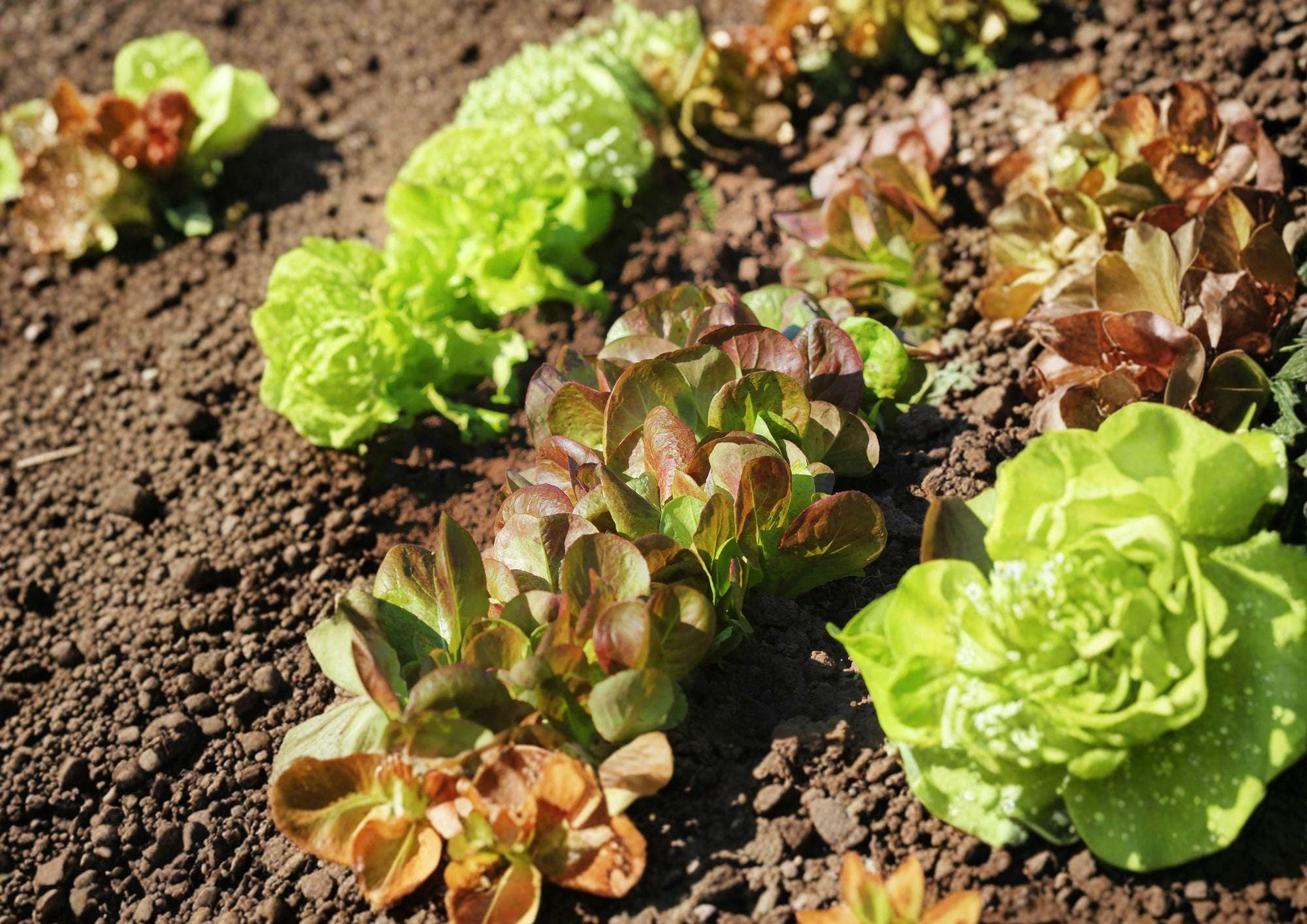 Rouge De Hiver Red Romaine Lettuce Seeds, French Heirloom, Cold-Tolerant, Crisp, Burgundy-Tinted Leaves, 1000 Seeds