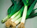 American Flag Leek Seeds – Heirloom Vegetable Garden Seeds for Cold Climate, Full Sun, Long White Stalks, Mild Onion Flavor