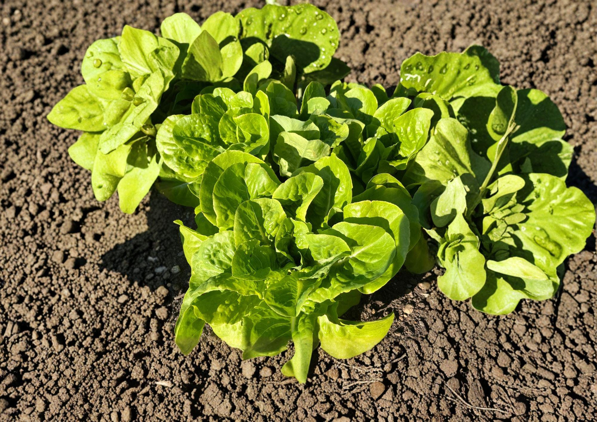 Buttercrunch Butterhead Lettuce Seeds – Heirloom Bibb-Type, Tender, Crisp, Cool-Season Garden Vegetable, 1000 Seeds
