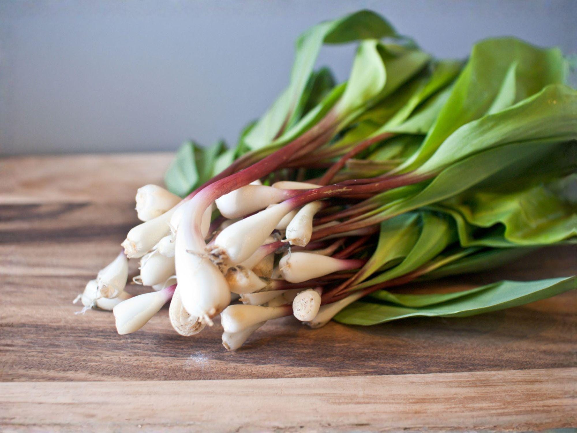 Wild Leek Ramp Seeds – 10 Allium tricoccum Woodland Vegetable Seeds for Shade Gardens & Gourmet Cooking