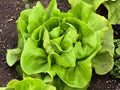 Buttercrunch Lettuce Seeds – 1000 Heirloom Butterhead Vegetable Garden Seeds for Salad, Container, and Raised Bed Growing
