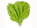 Black Seeded Simpson Lettuce Seeds – Heirloom Loose-Leaf Vegetable Seeds for Salad Gardens, Lactuca sativa