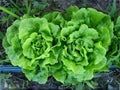 Tom Thumb Butterhead Lettuce Seeds – Mini Bibb Heirloom Compact Garden Vegetable, Lactuca sativa, 1000 Seeds
