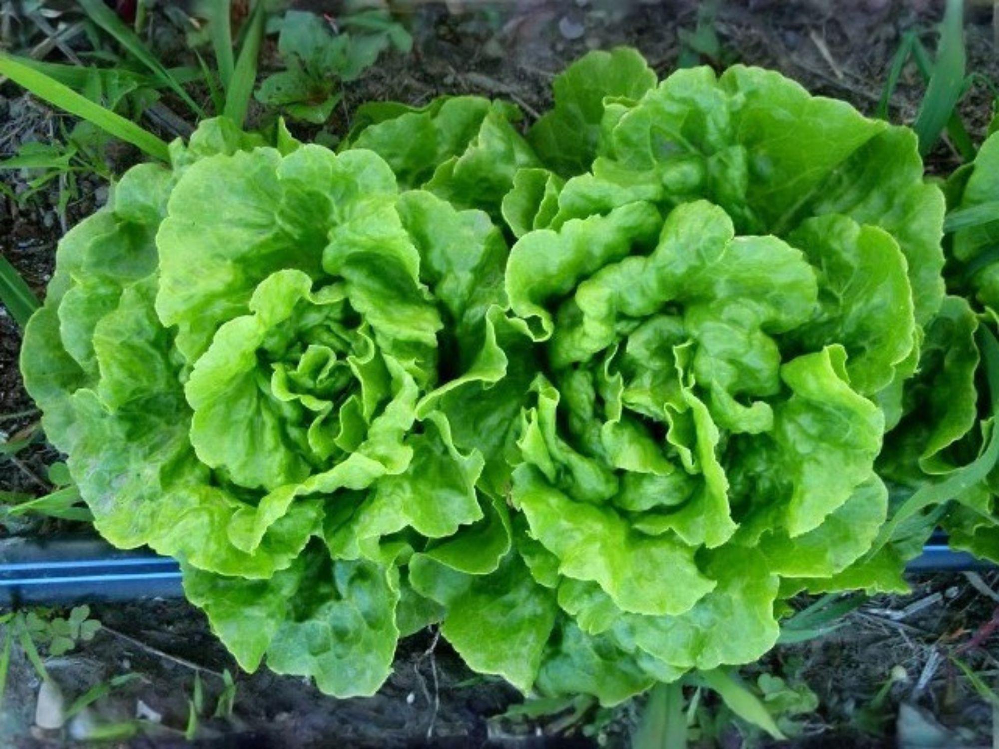 Tom Thumb Butterhead Lettuce Seeds – Mini Bibb Heirloom Compact Garden Vegetable, Lactuca sativa, 1000 Seeds