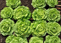 Heirloom Tom Thumb Butterhead Lettuce Seeds – Compact Mini Bibb Lettuce for Small Gardens & Containers