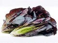 Heirloom Red Romaine Lettuce Seeds – Crisp Cos Salad Greens, 500 Seeds, Heirloom, Cool-Season, Garden, Container, Salad Greens