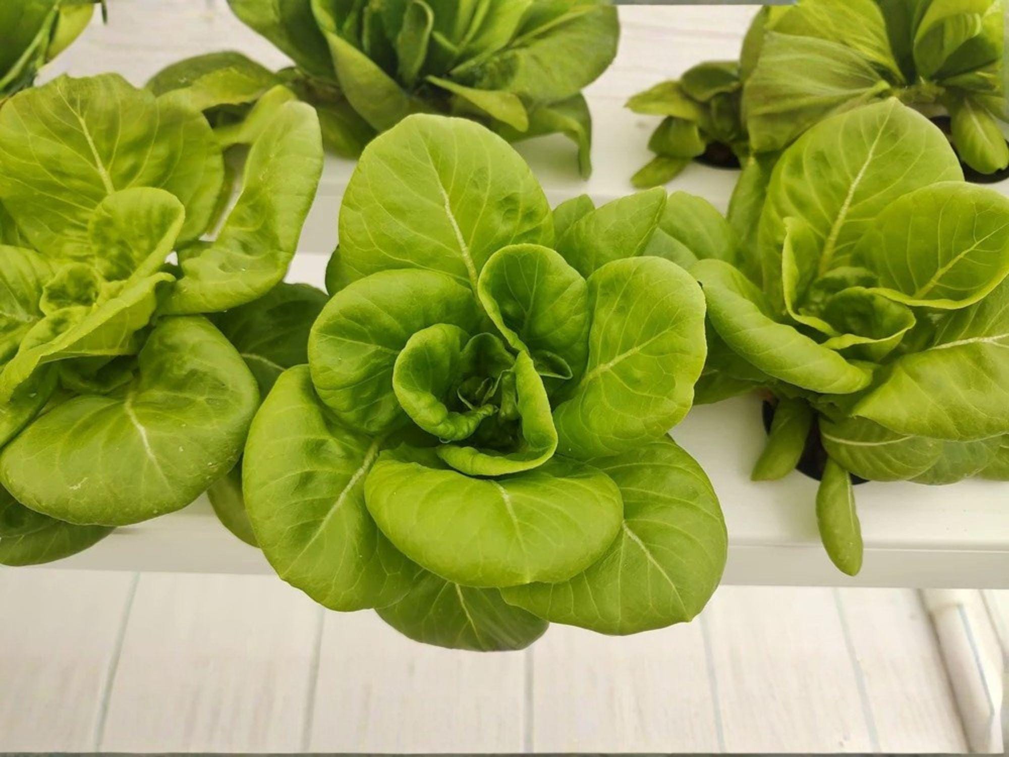 Bibb Butterhead Lettuce Seeds – Heirloom Lactuca sativa for Salad Gardens, Container Growing, 1000 Seeds