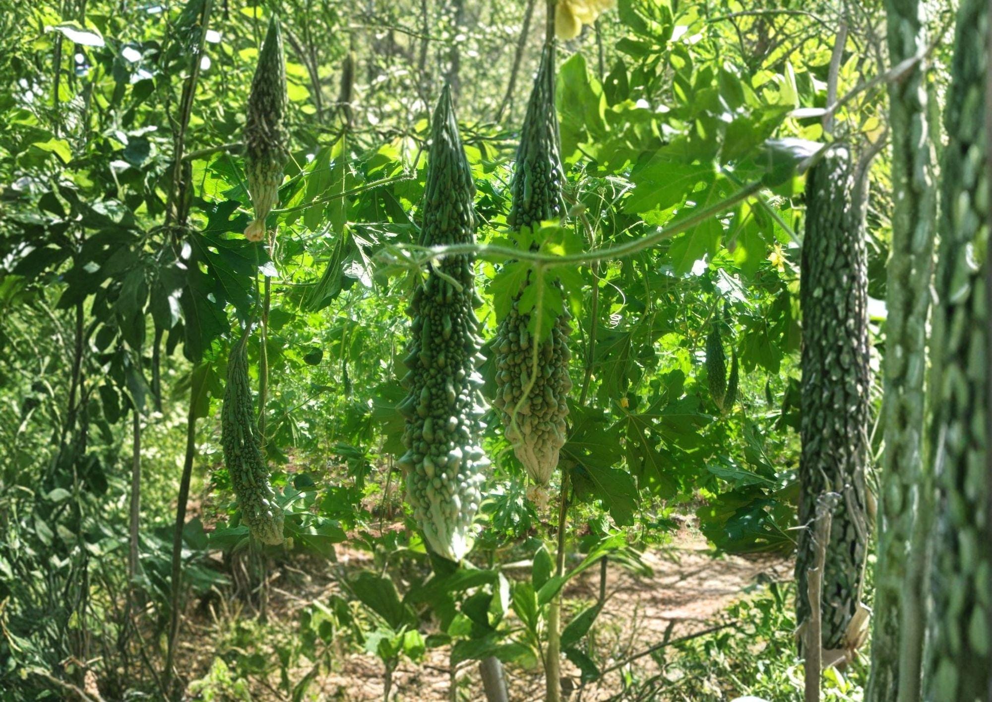 Futo Spindle Bitter Gourd Seeds – 5 Heirloom Climbing Vine Vegetable Seeds, Momordica charantia