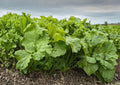 Southern Giant Curled Mustard Seeds – Heirloom Leafy Green Vegetable, Spicy Flavor, Cold Season Crop, 500 Seeds