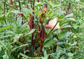 Red Burgundy Okra Seeds – Heirloom Vegetable, High Yield, Warm Season Garden Plant, Red Pods, Gourmet Cooking