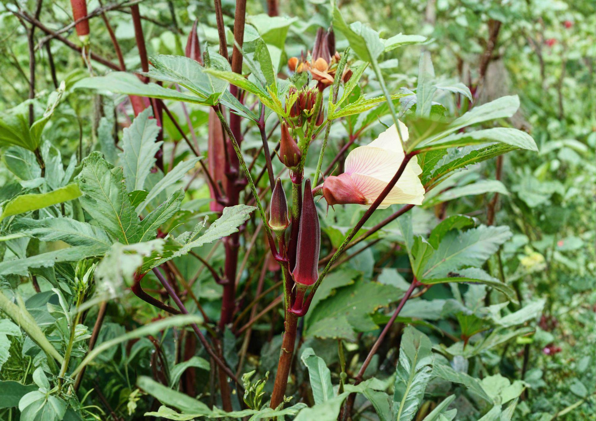 Red Burgundy Okra Seeds – Heirloom Vegetable, High Yield, Warm Season Garden Plant, Red Pods, Gourmet Cooking