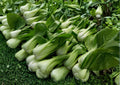 Heirloom Pak Choi White Stem Seeds – Fast Growing Asian Vegetable Crop for Garden, Cool Season, 500 Seeds