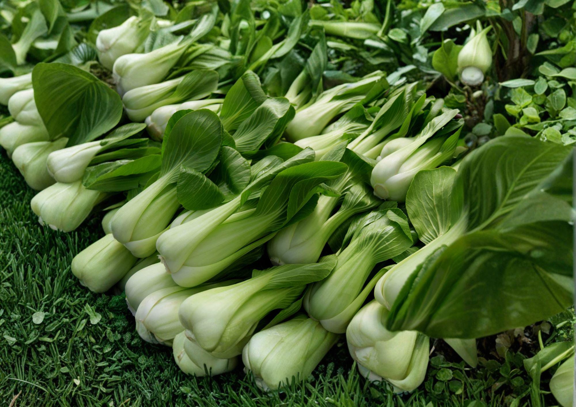 Heirloom Pak Choi White Stem Seeds – Fast Growing Asian Vegetable Crop for Garden, Cool Season, 500 Seeds
