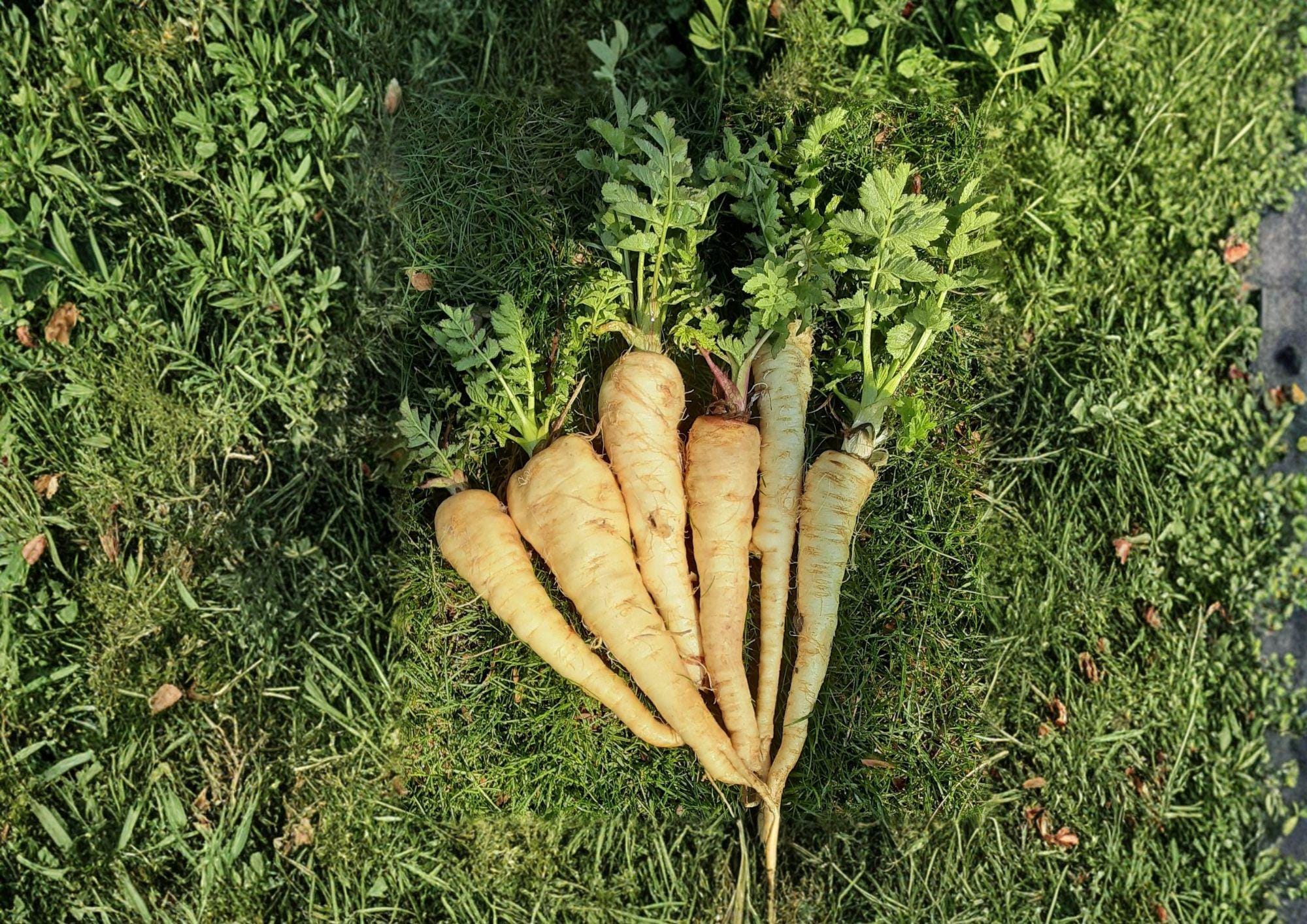 All American Parsnip Seeds – Heirloom Root Vegetable, Sweet Flavor, Cold Season Garden, Pastinaca sativa