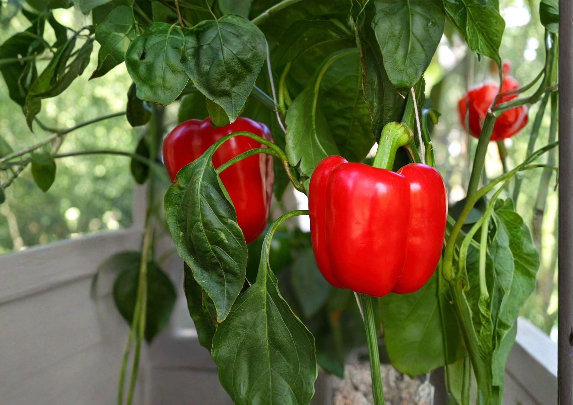 California Wonder 300 Bell Pepper Seeds – Heirloom Sweet Pepper Variety for Home Gardens, Large Blocky Peppers, Warm Season Crop