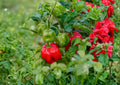 Heirloom Scotch Bonnet Red Pepper Seeds – 25 Chili Vegetable Seeds for Caribbean Cuisine, Hot Sauce, Jerk Seasoning