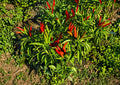 Thai Garden Bird Hot Pepper Seeds – 25 Heirloom Chili Seeds for Spicy Thai Cuisine, Bird’s Eye Variety, Compact, Extra Hot