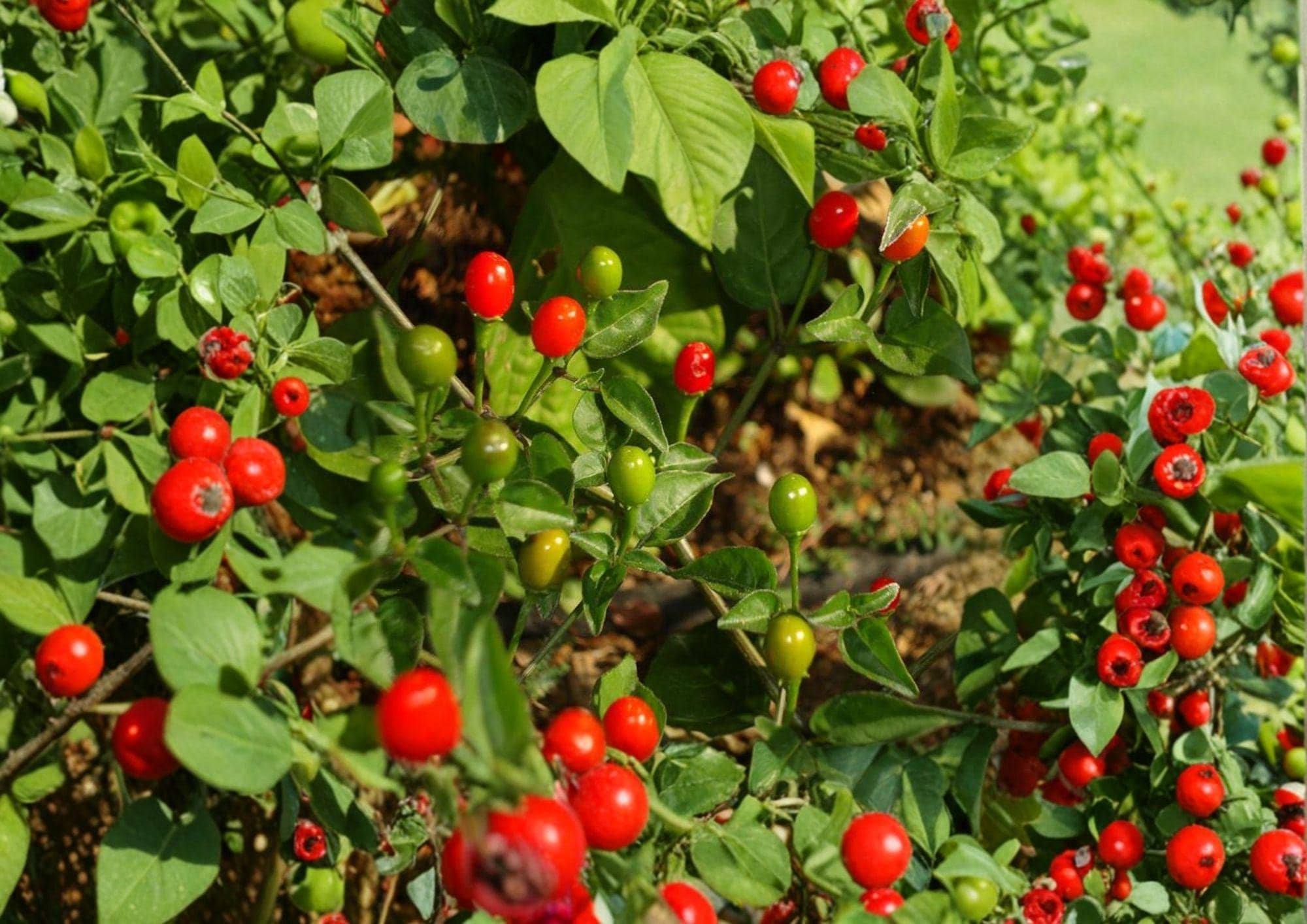 Chiltepin Hot Pepper Seeds – Heirloom Wild Chili Variety for Fiery Hot Sauces & Cooking, 25 Premium Seeds