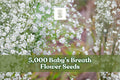 Baby’s Breath Seeds – 5,000 Gypsophila elegans Annual Flower for Garden Beds, Borders, Cutting Gardens