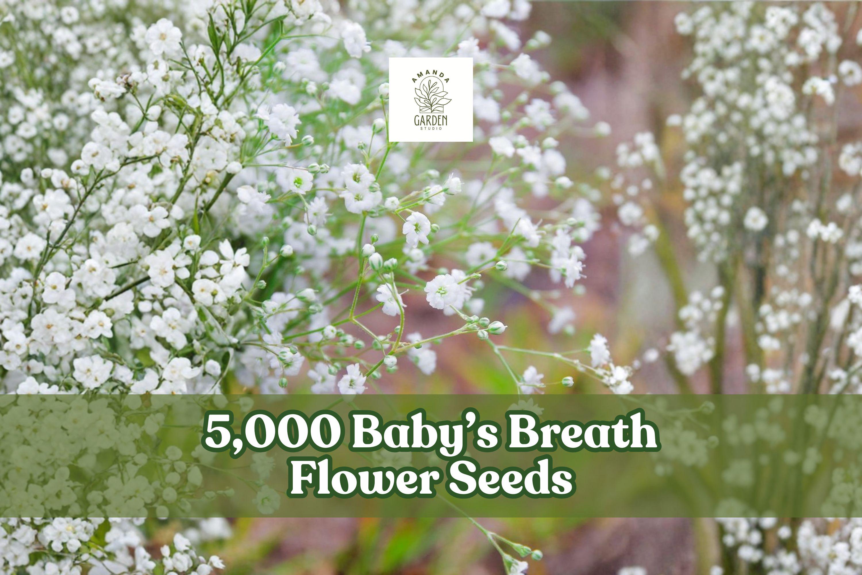 Baby’s Breath Seeds – 5,000 Gypsophila elegans Annual Flower for Garden Beds, Borders, Cutting Gardens