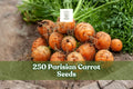 250 Parisian Carrot Seeds - Heirloom Non-GMO Daucus carota subsp. sativus for Garden, Container, Raised Beds
