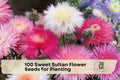 100 Sweet Sultan Flower Seeds - Native Wildflower, Pink Lavender Blooms, Centaurea americana, Thistle-like, Pollinator-Friendly