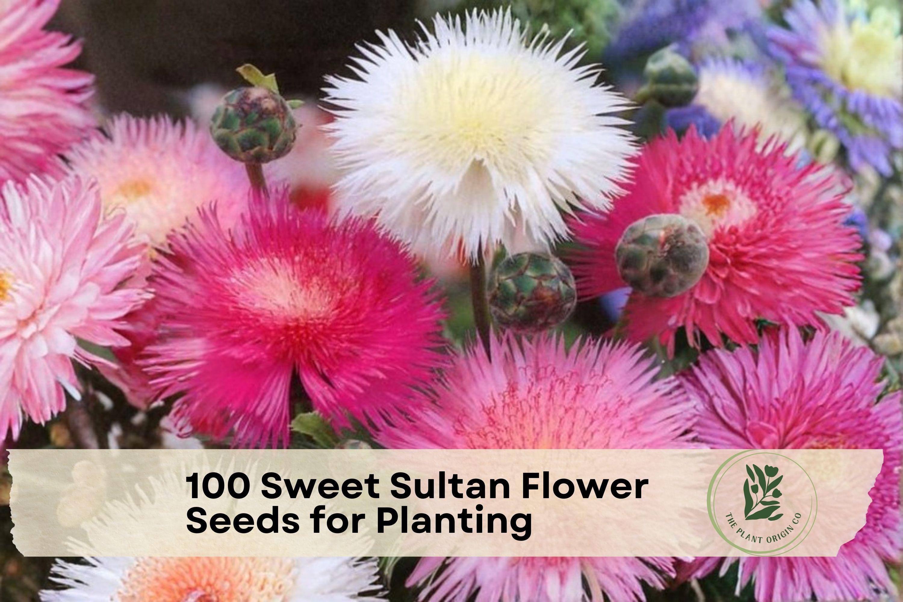 100 Sweet Sultan Flower Seeds - Native Wildflower, Pink Lavender Blooms, Centaurea americana, Thistle-like, Pollinator-Friendly