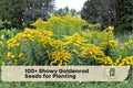 Showy Goldenrod Seeds – Native Perennial Wildflower for Pollinator Gardens – Solidago speciosa, Golden Yellow, 100+ Seeds