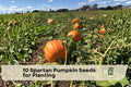 Spartan Pumpkin Seeds for Planting, Classic Orange Pumpkin, Garden Vine, Fall Decor, Heirloom, 10 Seeds