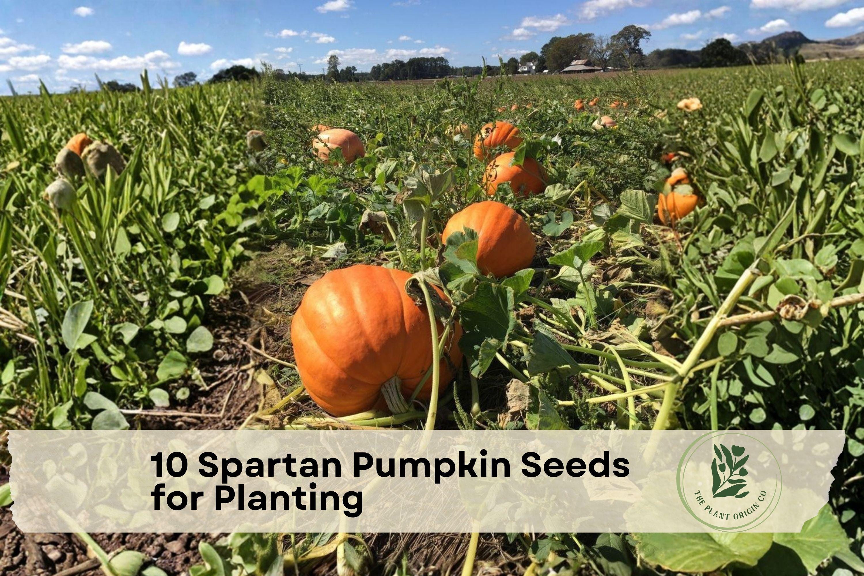 Spartan Pumpkin Seeds for Planting, Classic Orange Pumpkin, Garden Vine, Fall Decor, Heirloom, 10 Seeds