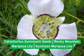 Rocky Mountain Mariposa Lily Seeds | Native Wildflower Calochortus gunnisonii for Rock Gardens & Pollinator Gardens