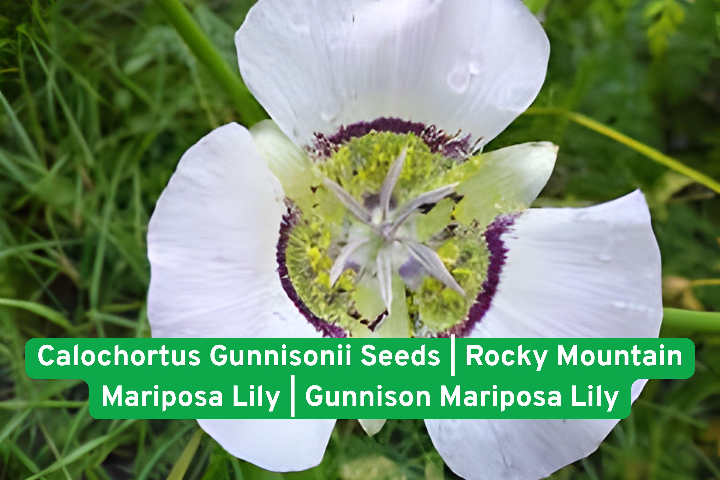 Rocky Mountain Mariposa Lily Seeds | Native Wildflower Calochortus gunnisonii for Rock Gardens & Pollinator Gardens