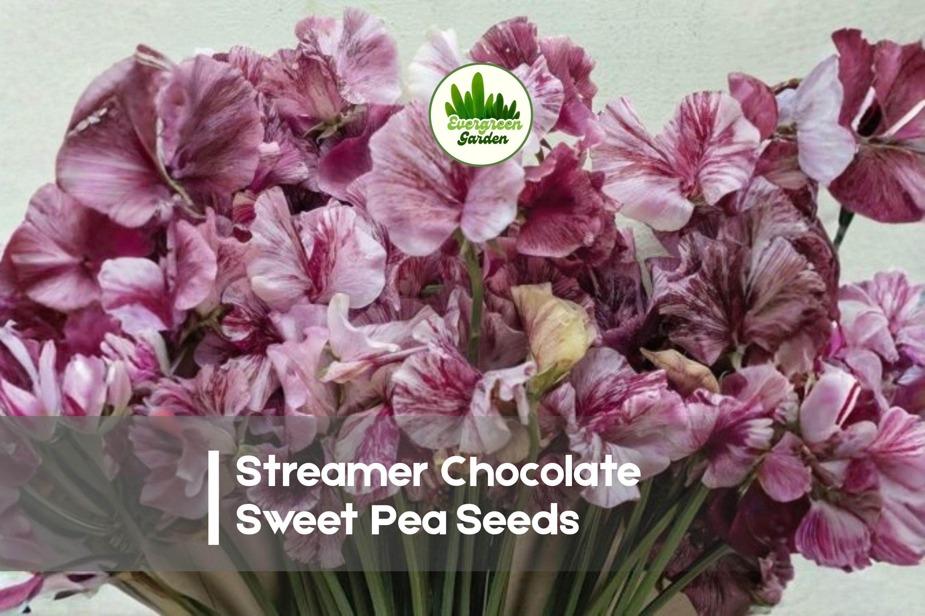 Streamer Chocolate Sweet Pea Seeds, Climbing Vine, Marbled Chocolate & Cream Blooms, Lathyrus odoratus, Full Sun, 50+ Seeds