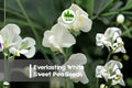 Everlasting White Sweet Pea Seeds, Climbing Perennial Flower, Lathyrus latifolius, White Blooms, Garden Trellis Plant