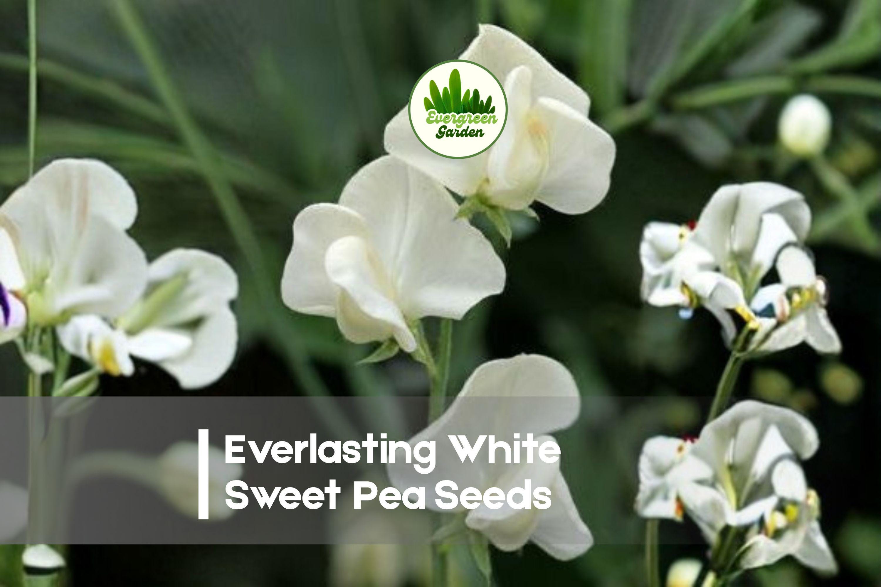 Everlasting White Sweet Pea Seeds, Climbing Perennial Flower, Lathyrus latifolius, White Blooms, Garden Trellis Plant