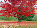 Red Maple Tree Seeds – Acer rubrum, Native North American Deciduous Shade Tree with Brilliant Fall Color