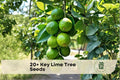 Key Lime Tree Seeds, Citrus aurantiifolia, Grow Your Own Lime Tree, Fruit Seeds for Garden, Container, Backyard Orchard