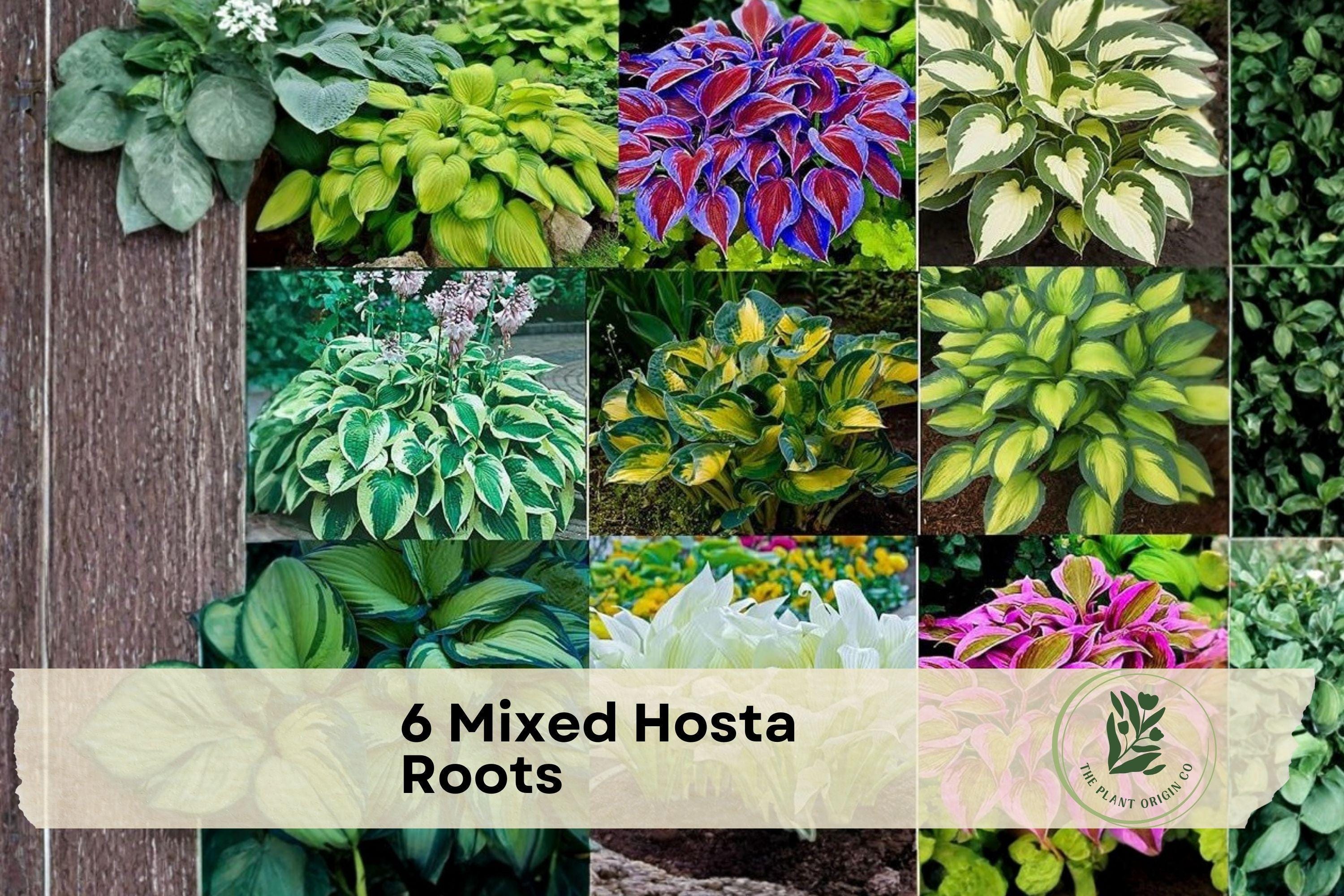 6 Mixed Hosta Roots, Shade Garden Perennials, Variegated and Green Foliage, Lush Mounding Plants, Scientific Name: Hosta