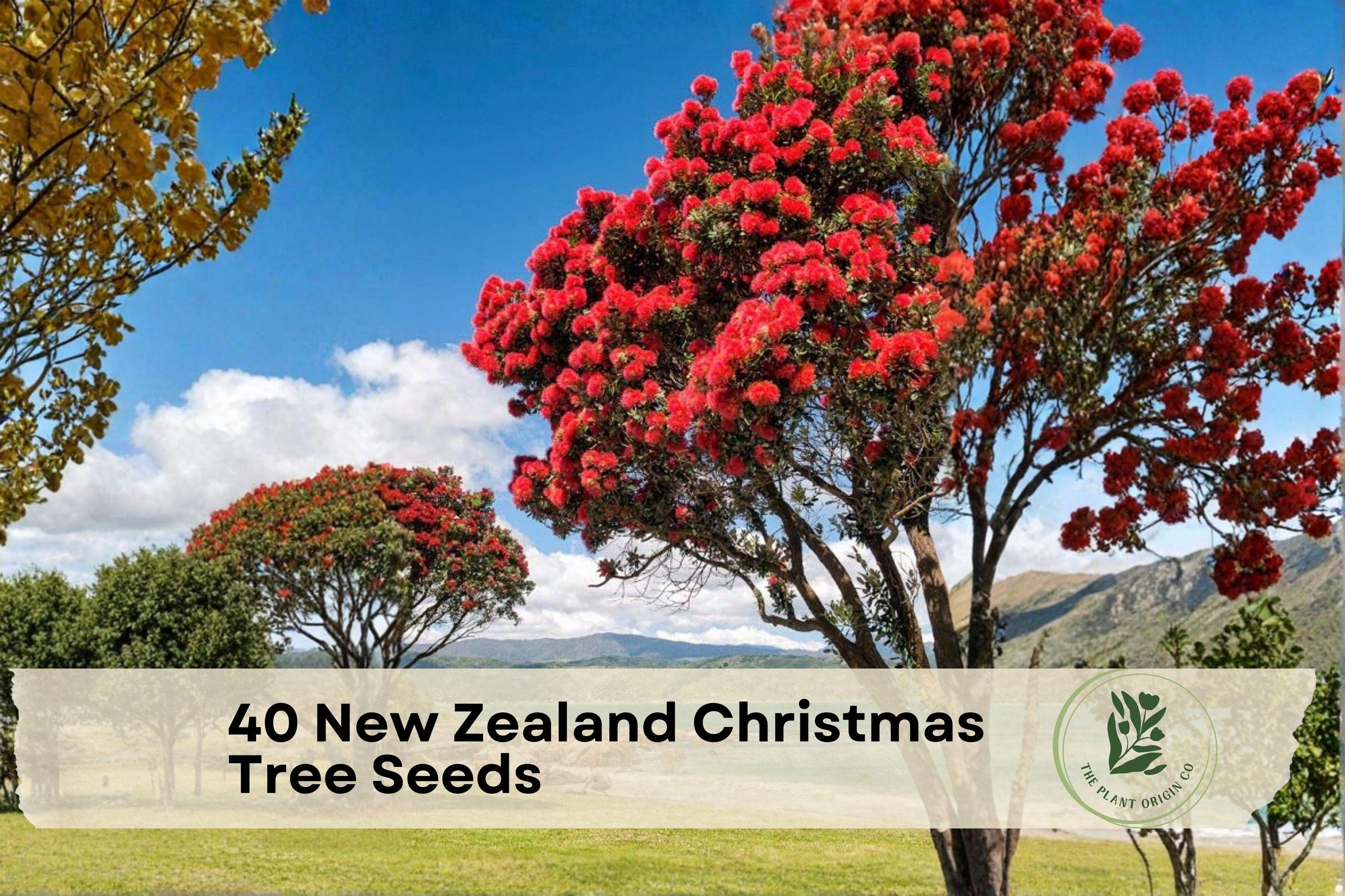 40 New Zealand Christmas Tree Seeds | Ornamental Pohutukawa (Metrosideros excelsa) for Landscaping & Containers